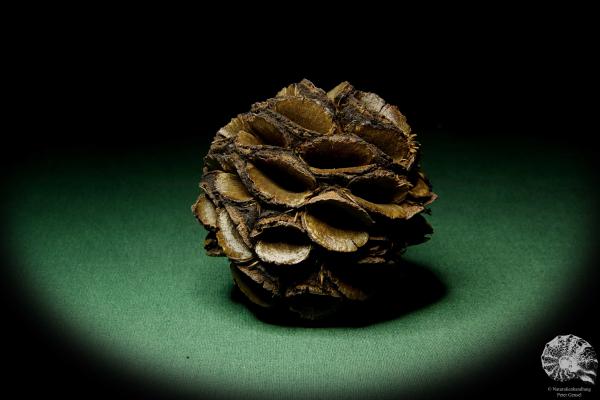 Banksia sphaerocarpa (11438) eine Trockenfrucht aus Australien | Trockenfrüchte