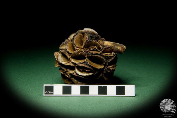 Banksia sphaerocarpa (11438) a dried fruit from Australia | Dried fruit