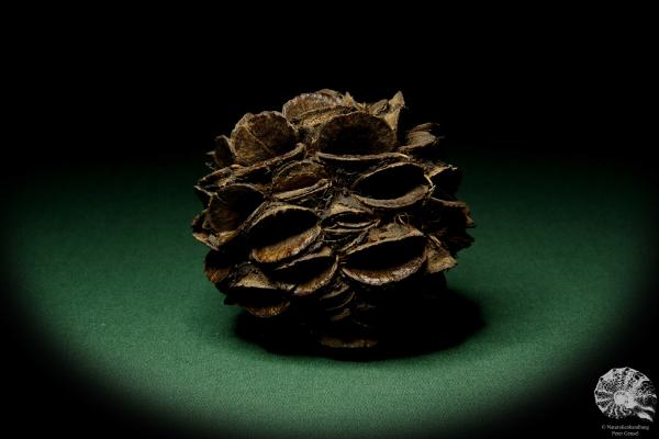 Banksia sphaerocarpa (11443) a dried fruit from Australia | Dried fruit