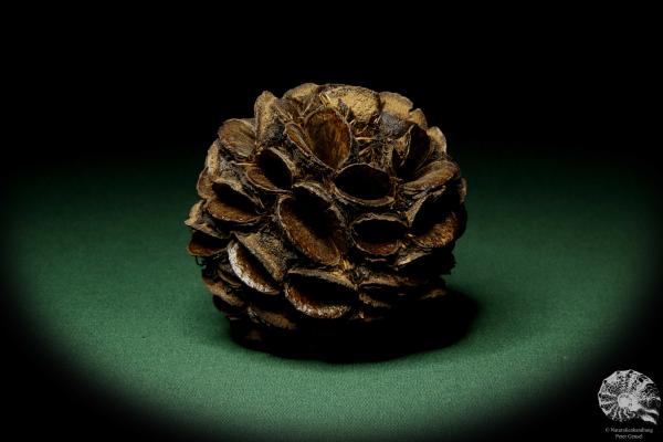 Banksia sphaerocarpa (11443) a dried fruit from Australia | Dried fruit