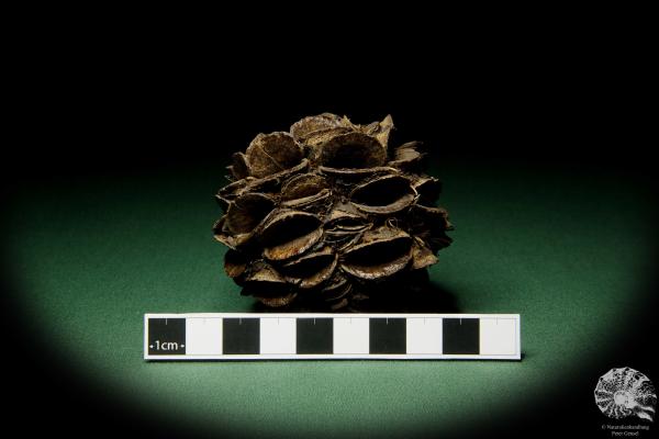 Banksia sphaerocarpa (11443) a dried fruit from Australia | Dried fruit