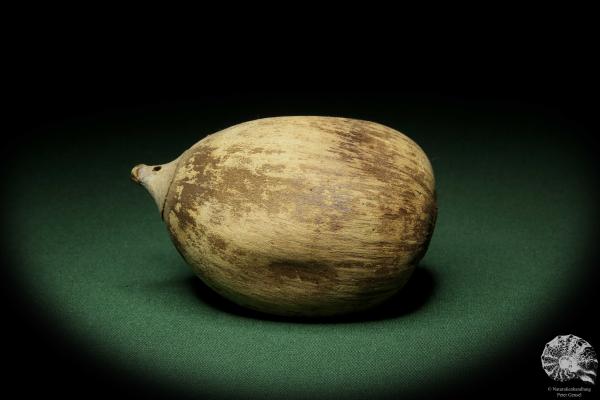 Attalea speciosa (11627) eine Trockenfrucht aus Südamerika | Trockenfrüchte