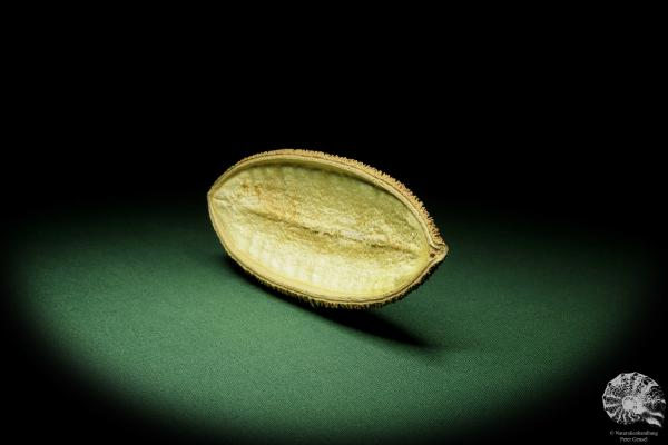 Amphilophium crucigerum (11952) a dried fruit from Südamerika | Dried fruit