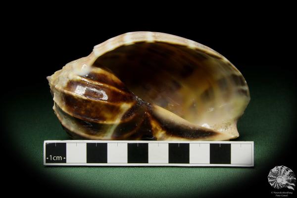 Harpa davidis (12085) a snail from East Africa | Conchylia | Snails