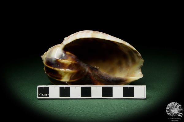 Harpa davidis (12089) a snail from East Africa | Conchylia | Snails