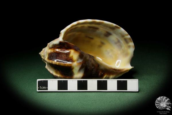 Harpa davidis (12094) a snail from East Africa | Conchylia | Snails