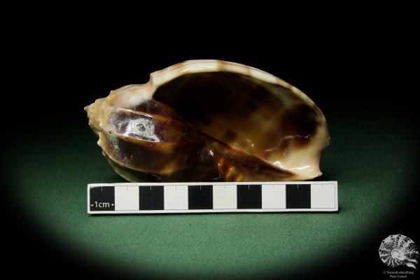 Harpa davidis (12101) a snail from East Africa | Conchylia | Snails