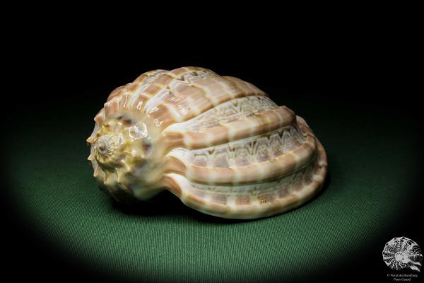 Harpa davidis (12102) eine Schnecke aus Ostafrika | Conchylien | Schnecken