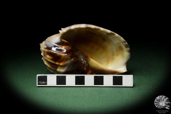 Harpa davidis (12105) a snail from East Africa | Conchylia | Snails