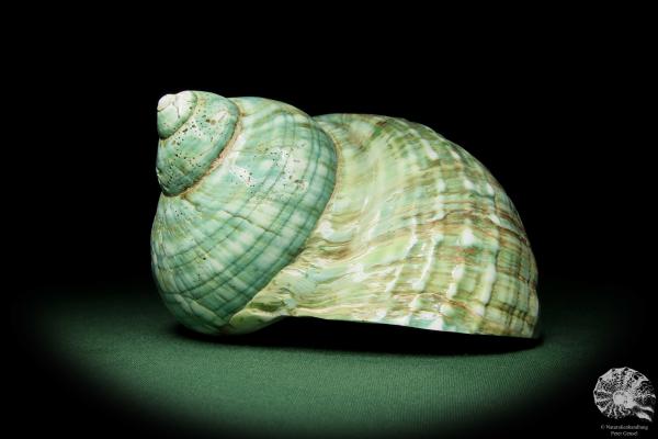 Turbo imperialis (12164) a snail from East Africa | Conchylia | Snails