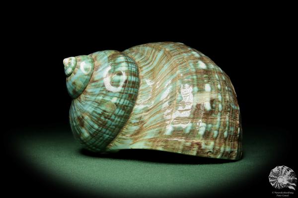 Turbo imperialis (12166) a snail from East Africa | Conchylia | Snails