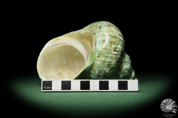 Turbo imperialis (12168) a snail from East Africa | Conchylia | Snails