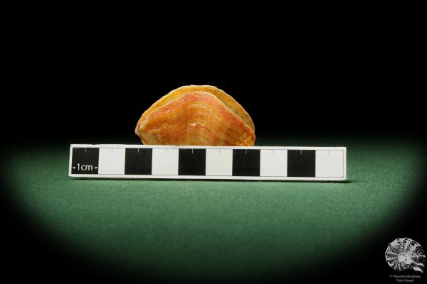 Terebratalia transversa (12239) a shell from Mexico | Conchylia | Shells & Brachiopods