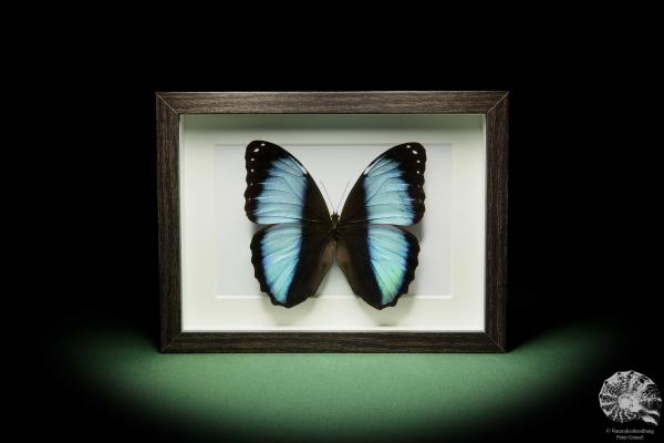 Morpho achilles (12251) a butterfly from South America | Taxidermy | Butterflies