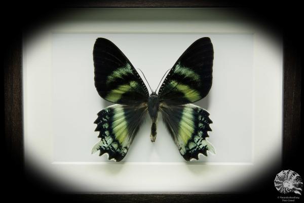 Alcides orontes (12254) a butterfly from Indonesia | Taxidermy | Butterflies