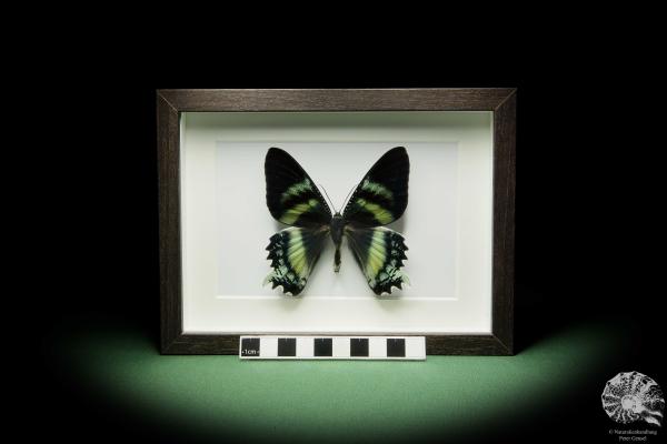 Alcides orontes (12254) a butterfly from Indonesia | Taxidermy | Butterflies