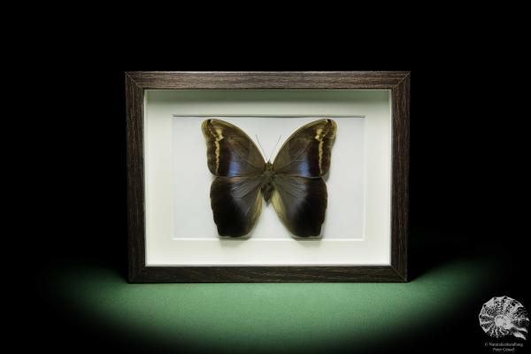 Eryphanis polyxena (12255) a butterfly from South America | Taxidermy | Butterflies