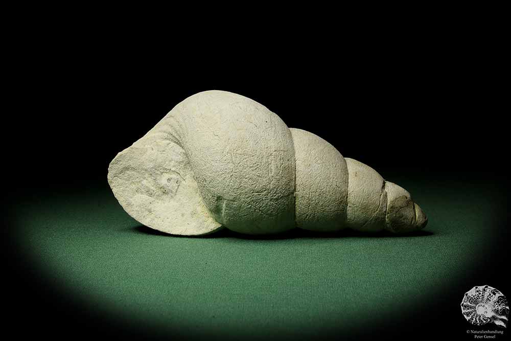 Bourguetia striata (12308) a snail from Germany | Fossils | Snails