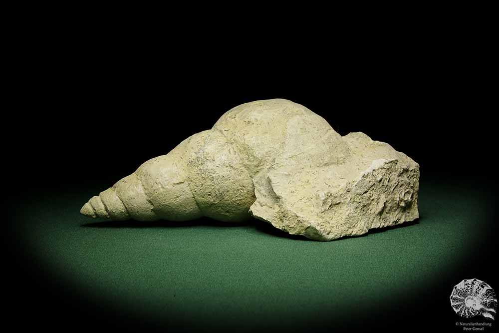 Bourguetia striata (12323) a snail from Germany | Fossils | Snails