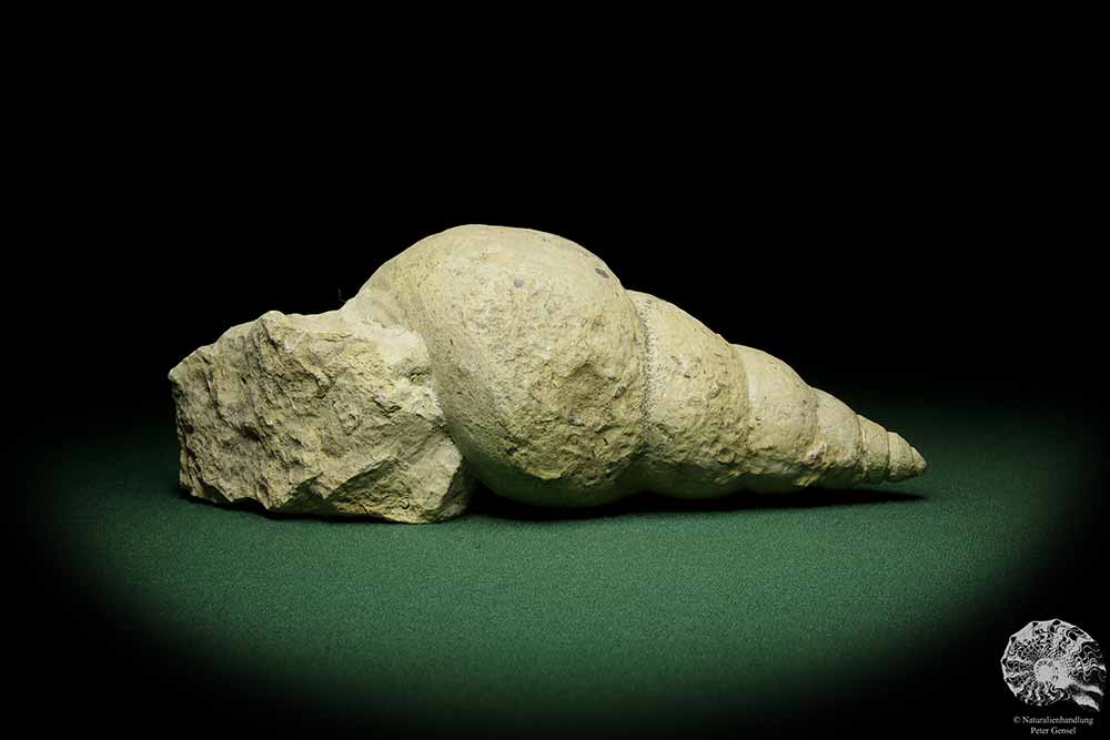 Bourguetia striata (12323) a snail from Germany | Fossils | Snails