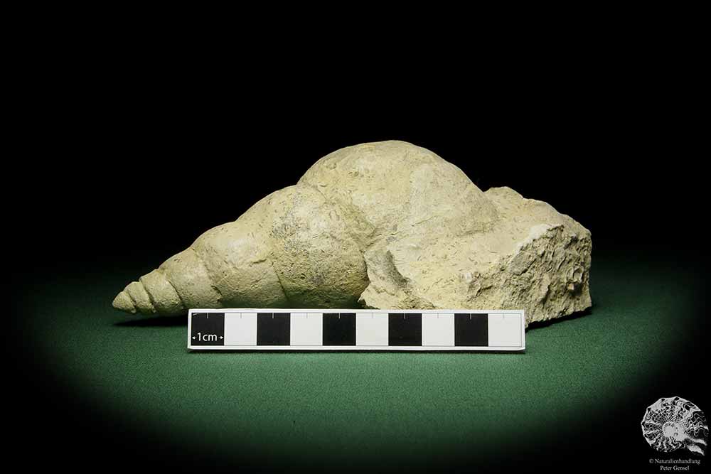 Bourguetia striata (12323) a snail from Germany | Fossils | Snails