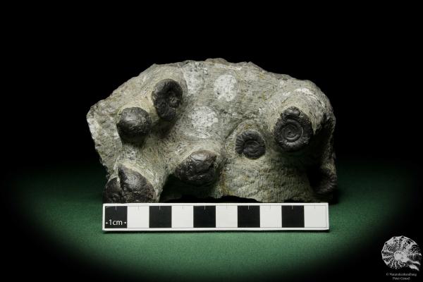 Platyclymenia spec. & Imitoceras spec. & Goniatitidae ssp. (12334) a cephalopod from Morocco | Fossils | Cephalopods