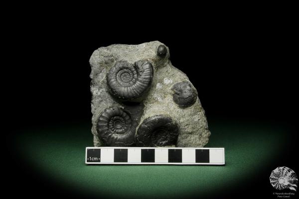 Platyclymenia spec. & Imitoceras spec. & Goniatitidae ssp. (12335) a cephalopod from Morocco | Fossils | Cephalopods