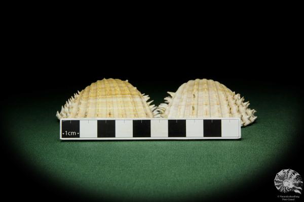 Acanthocardia aculeata (12479) a shell from France | Conchylia | Shells & Brachiopods