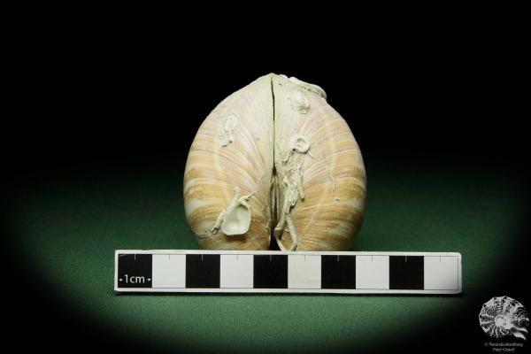 Glossus humanus (12481) a snail from France | Conchylia | Snails