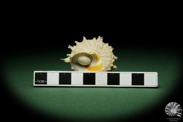 Bolma girgyllus (12488) a snail from Philippines | Conchylia | Snails