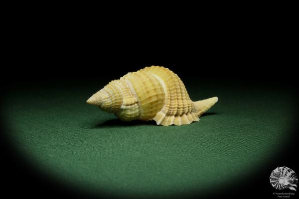 Distorsio reticularis (12509) a snail from Philippines | Conchylia | Snails