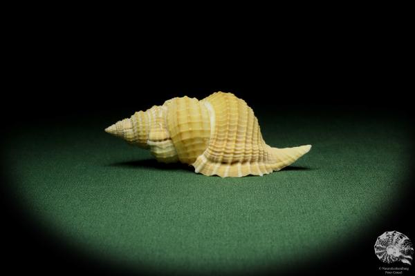 Distorsio reticularis (12509) a snail from Philippines | Conchylia | Snails