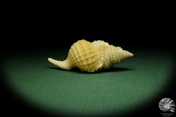 Distorsio reticularis (12509) a snail from Philippines | Conchylia | Snails