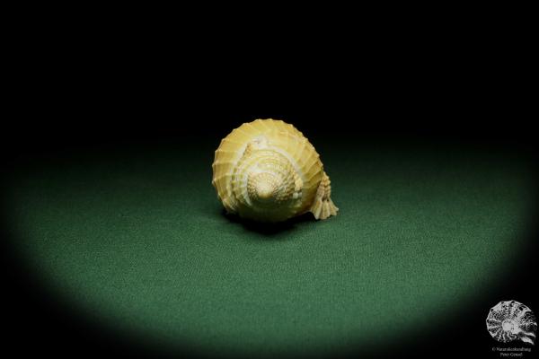 Distorsio reticularis (12509) a snail from Philippines | Conchylia | Snails