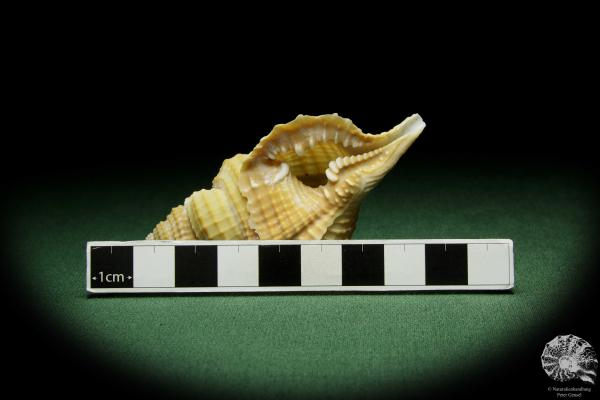 Distorsio reticularis (12509) a snail from Philippines | Conchylia | Snails