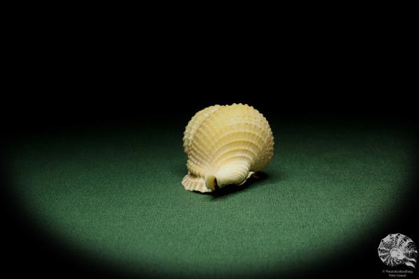 Distorsio reticularis (12511) a snail from Philippines | Conchylia | Snails