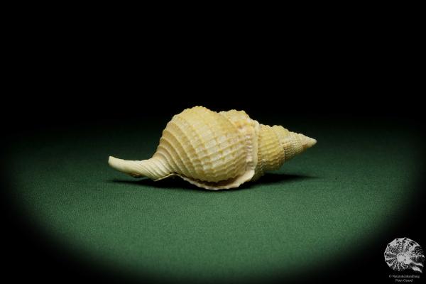 Distorsio reticularis (12511) a snail from Philippines | Conchylia | Snails