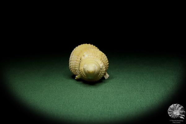 Distorsio reticularis (12511) a snail from Philippines | Conchylia | Snails