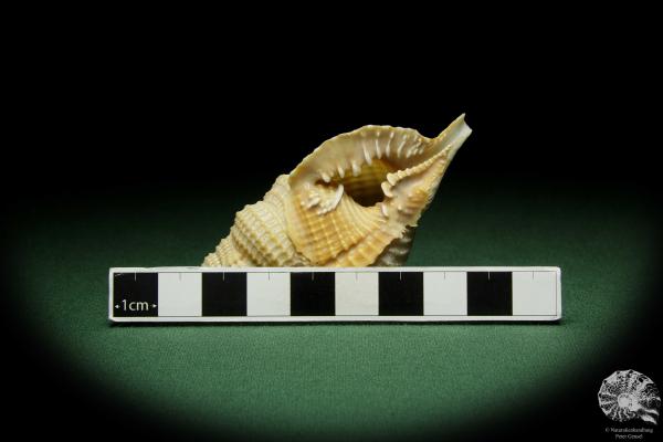 Distorsio reticularis (12511) a snail from Philippines | Conchylia | Snails