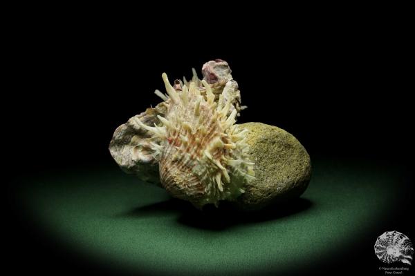 Spondylus spec. & Lopha spec. (12525) a shell from Philippines | Conchylia | Shells & Brachiopods