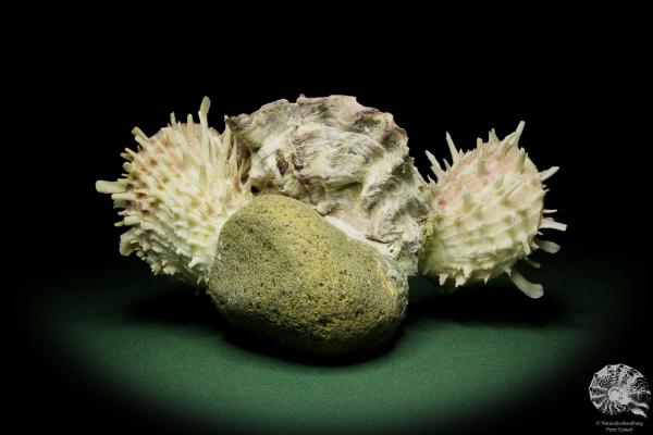 Spondylus spec. & Lopha spec. (12525) a shell from Philippines | Conchylia | Shells & Brachiopods