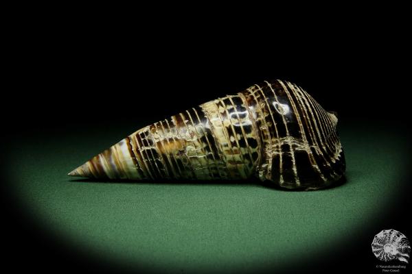 Terebralia palustris (12530) eine Schnecke aus Ostafrika | Conchylien | Schnecken