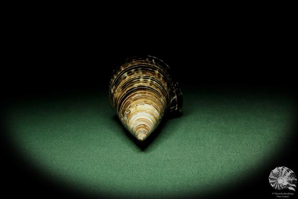 Terebralia palustris (12531) eine Schnecke aus Ostafrika | Conchylien | Schnecken