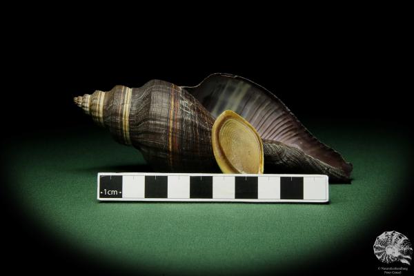 Pugilina morio (12543) a snail from Central Africa | Conchylia | Snails