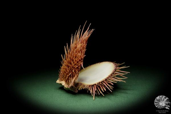 Spondylus visayensis (12550) eine Muschel aus Philippinen | Conchylien | Muscheln & Brachiopoden