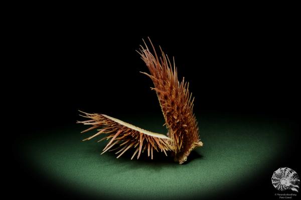 Spondylus visayensis (12550) eine Muschel aus Philippinen | Conchylien | Muscheln & Brachiopoden