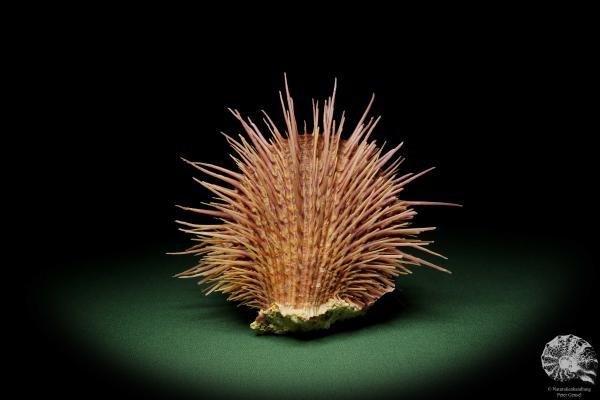 Spondylus visayensis (12550) eine Muschel aus Philippinen | Conchylien | Muscheln & Brachiopoden