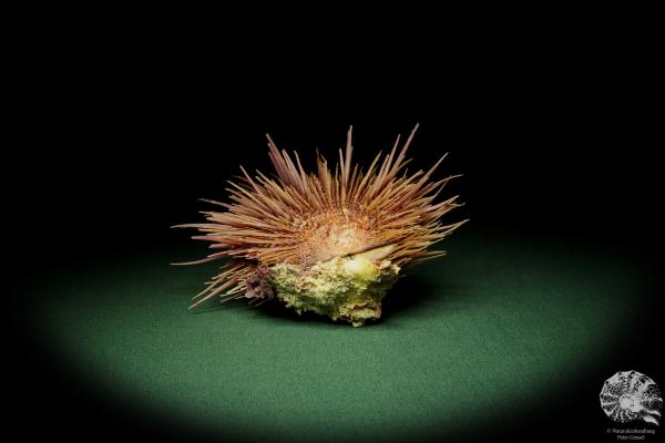 Spondylus visayensis (12550) eine Muschel aus Philippinen | Conchylien | Muscheln & Brachiopoden