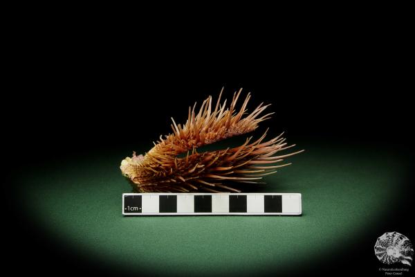 Spondylus visayensis (12550) eine Muschel aus Philippinen | Conchylien | Muscheln & Brachiopoden