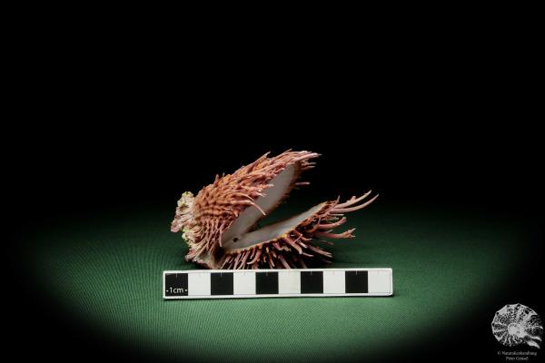 Spondylus visayensis (12555) a shell from Philippines | Conchylia | Shells & Brachiopods